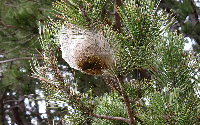 Nidi della processionaria del pino